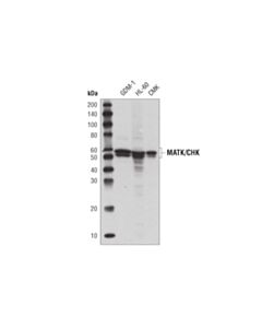 Cell Signaling Matk/Chk (D2i6u) Rabbit mAb