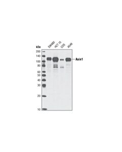 Cell Signaling Axin1 (C95h11) Rabbit mAb