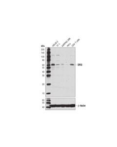 Cell Signaling DR3 (D4O3X) Rabbit mAb 20 uL