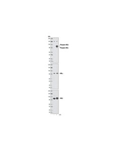 Cell Signaling Phospho-Ikkalpha (Ser176)/Ikkbeta (Ser177) (C84e11) Rabbit mAb
