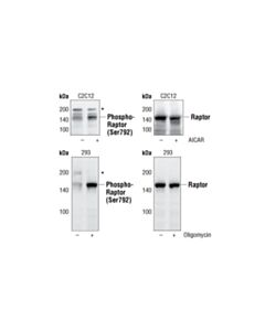 Cell Signaling Phospho-Raptor (Ser792) Antibody