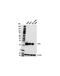 Cell Signaling LITAF (F6B7I) Rabbit mAb