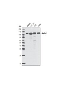 Cell Signaling Axin1 (C76h11) Rabbit mAb