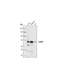 Cell Signaling LEDGF (C57G11) Rabbit mAb 20 uL