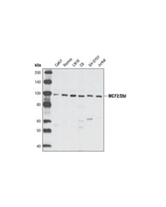 Cell Signaling Mcf2/Dbl Antibody