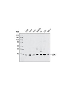 Cell Signaling Cdk7 Antibody