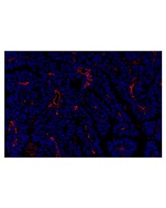 Cell Signaling CD31 (PECAM-1) (F8M3S) Rabbit mAb (Alexa Fluor ® 647 Conjugate)