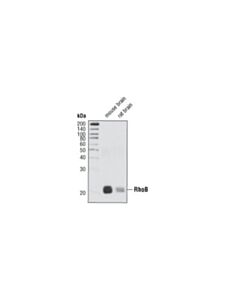 Cell Signaling Rhob Antibody