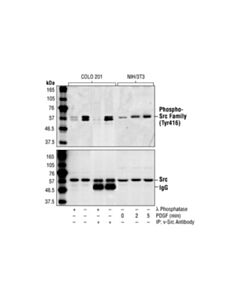 Cell Signaling Phospho-Src Family (Tyr416) Antibody