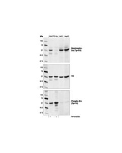 Cell Signaling Non-Phospho-Src (Tyr416) (7g9) Mouse mAb
