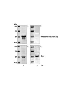 Cell Signaling Phospho-Src (Tyr527) Antibody