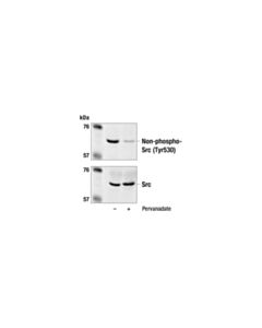 Cell Signaling Non-Phospho-Src (Tyr527) Antibody