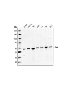 Cell Signaling Src Antibody