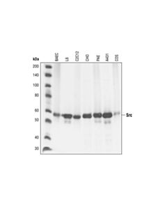 Cell Signaling Src (36d10) Rabbit mAb