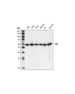 Cell Signaling Src (L4a1) Mouse mAb