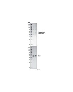Cell Signaling Phospho-Mnk1 (Thr197/202) Antibody