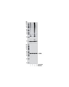 Cell Signaling Cycloheximide
