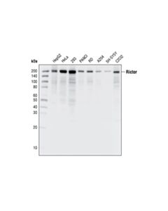 Cell Signaling Rictor (53a2) Rabbit mAb