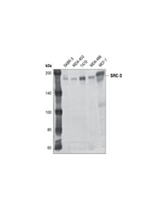 Cell Signaling SRC-3 (11B1) Mouse mAb 20 uL