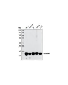 Cell Signaling Gapdh (14c10) Rabbit mAb