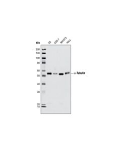Cell Signaling Alpha-Tubulin (11h10) Rabbit mAb