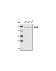 Cell Signaling Src-3 (5e11) Rabbit mAb