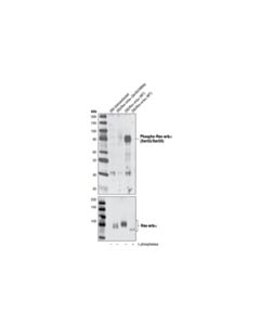 Cell Signaling Phospho-Rev-Erbalpha (Ser55/59) Antibody