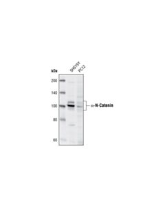 Cell Signaling Alpha-N-Catenin Antibody