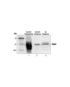 Cell Signaling Parkin Antibody