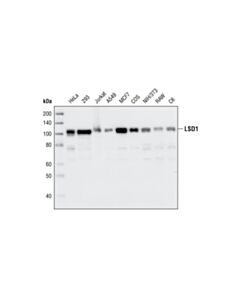 Cell Signaling Lsd1 Antibody