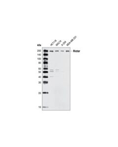 Cell Signaling Rictor Antibody