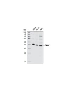 Cell Signaling Tank Antibody