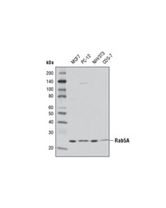 Cell Signaling Rab5a Antibody