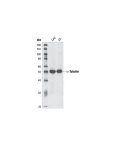 Cell Signaling Alpha-Tubulin Antibody