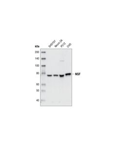 Cell Signaling Nsf Antibody