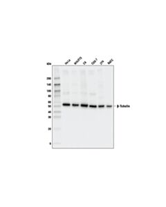 Cell Signaling Beta-Tubulin Antibody