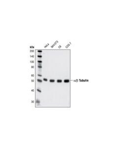 Cell Signaling Alpha/Beta-Tubulin Antibody
