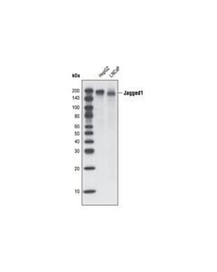 Cell Signaling Jagged1 (1C4) Rabbit mAb 20 uL