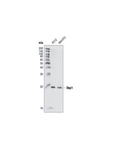 Cell Signaling Skp1 Antibody