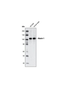 Cell Signaling Ataxin-1 Antibody