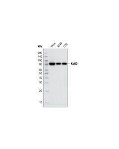 Cell Signaling Ku80 (C48e7) Rabbit mAb