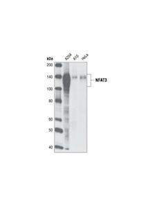 Cell Signaling Nfat3 (23e6) Rabbit mAb
