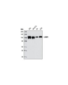 Cell Signaling Lsd1 (C69g12) Rabbit mAb