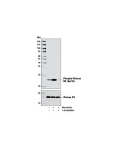 Cell Signaling Nocodazole