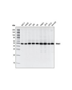 Cell Signaling Mnk1 (C4C1) Rabbit mAb 20 uL