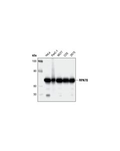 Cell Signaling RPA70/RPA1 (4D9) Rat mAb 20 uL