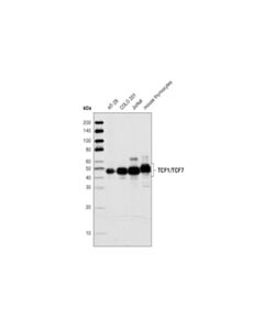 Cell Signaling Tcf1/Tcf7 (C63d9) Rabbit mAb