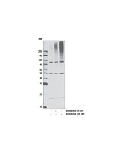 Cell Signaling Bortezomib