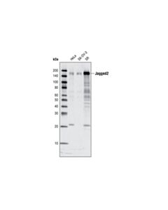 Cell Signaling Jagged2 (C83a8) Rabbit mAb