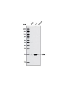 Cell Signaling Shh (C9c5) Rabbit mAb
